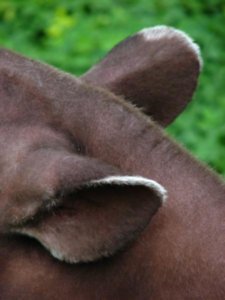 Tapir ears