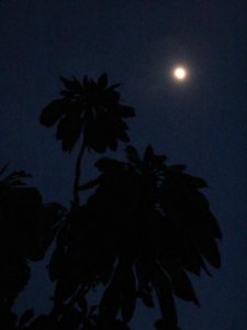 Moon and palm