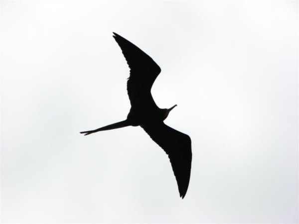 Magnificent (?) frigatebird