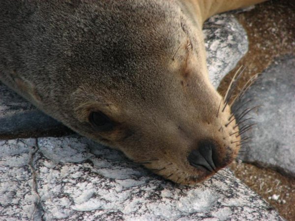 Galapagos sea lion keeping an eye out