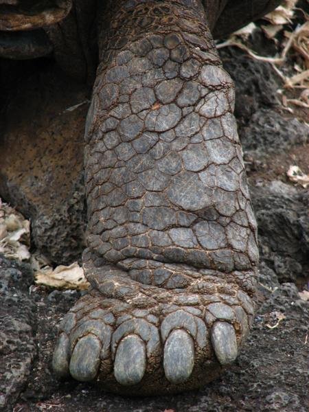 Giant tortoise leg