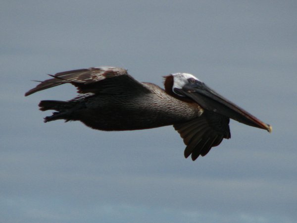 Flying brown pelican