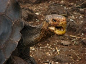 Crazed salivating giant tortoise