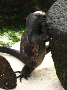 Marine iguana channelling Godzilla