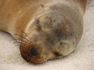 Sleeping Galapagos sea lion