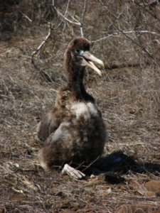 "Baby" waved albatross