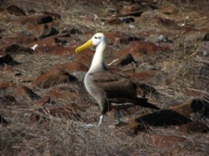 Adult waved albatross