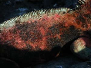 Marine iguana's colourful body