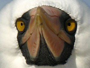 Nazca (aka masked) booby 
