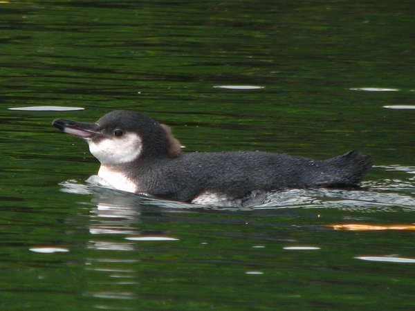 Swimming Galapagos penguin