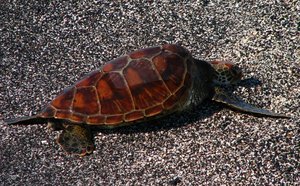 Pacific green turtle