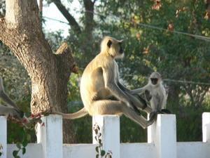 Monkeys in the back garden of the Hotel Payal in Khajuraho