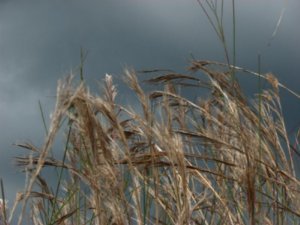 Grass against a stormy sky