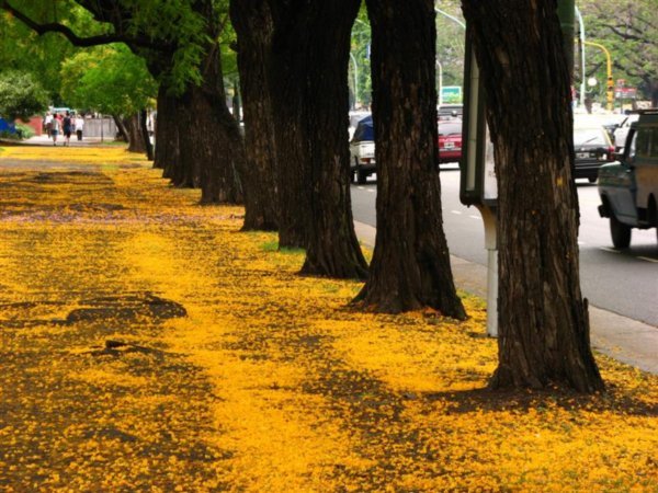 Yellow petal road