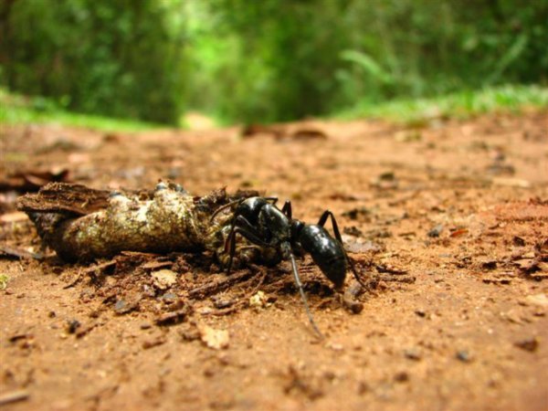 Ant eating a grub