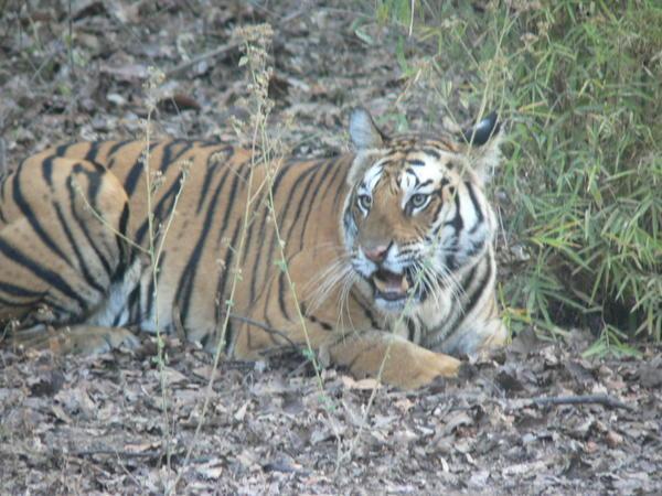 Very unhappy tiger
