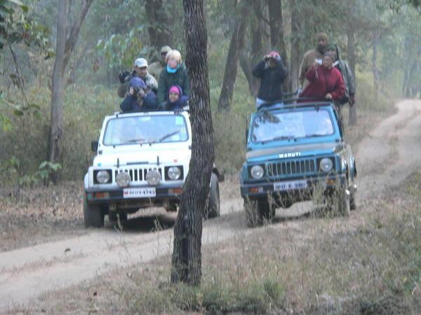 Safari jeeps