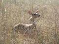 Spotted deer spotted
