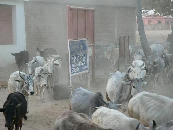 Cattle stampede