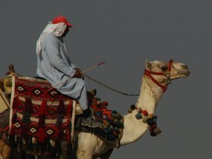 Camel rider waiting for custom
