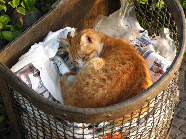 Cat in a bin