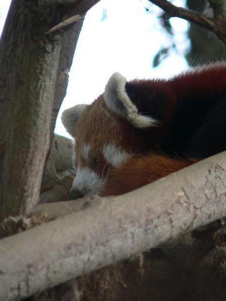 Red panda having a snooze
