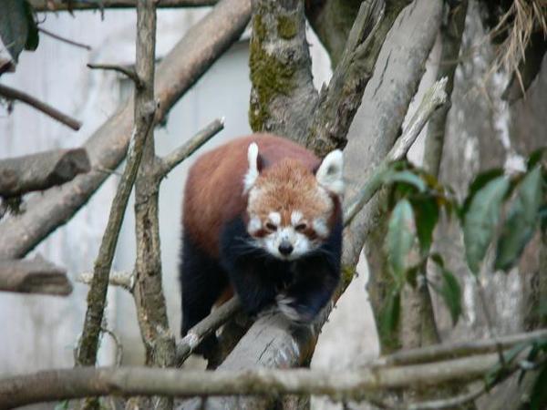 Red panda on the prowl