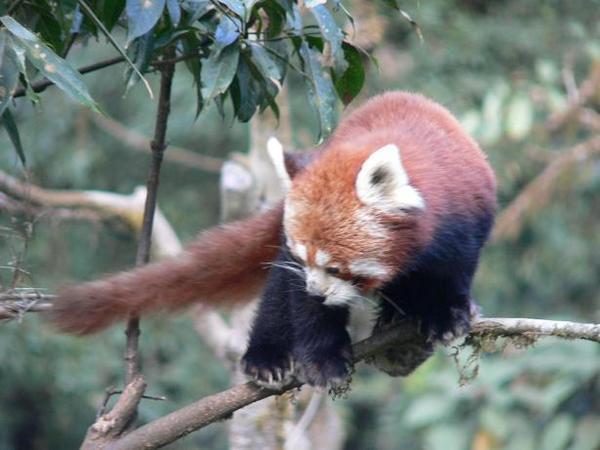 Red panda balancing act
