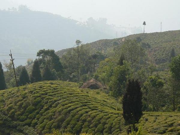 Tea estate