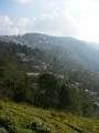 Darjeeling hillside