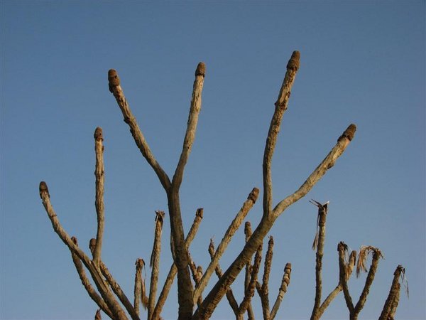 Matchstick tree