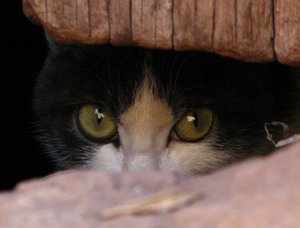 Cat in hiding