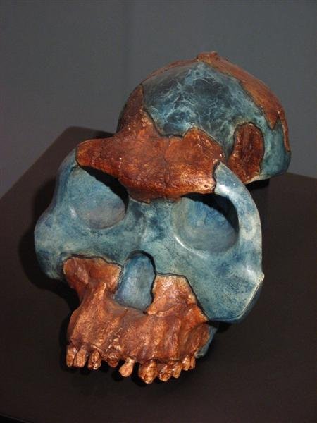 Skull of Australopithecus garhi (2.5 million years old) 