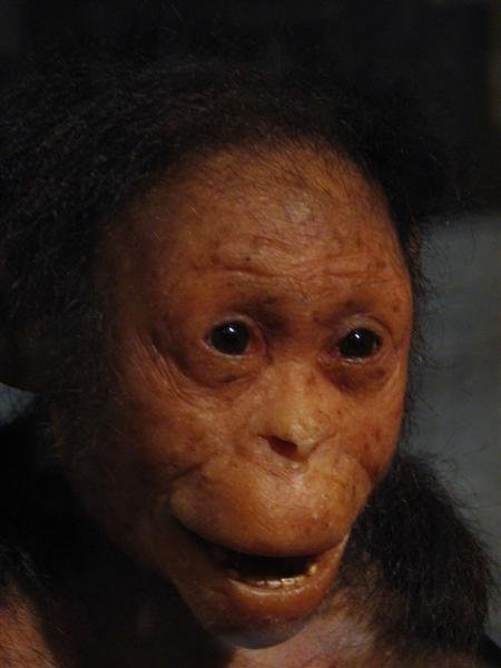 Reconstruction of Selam, an Australopithecus afarensis child even older than Lucy