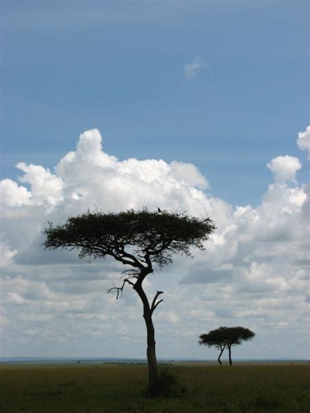 One of only a few trees on the savannah