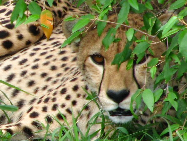 Cheetah mother
