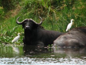 Bathing water buffalo