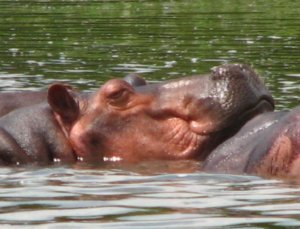 Sleepy hippo