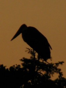 Stork at dawn
