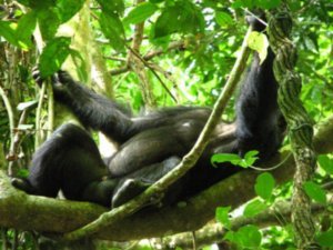 Relaxing chimp