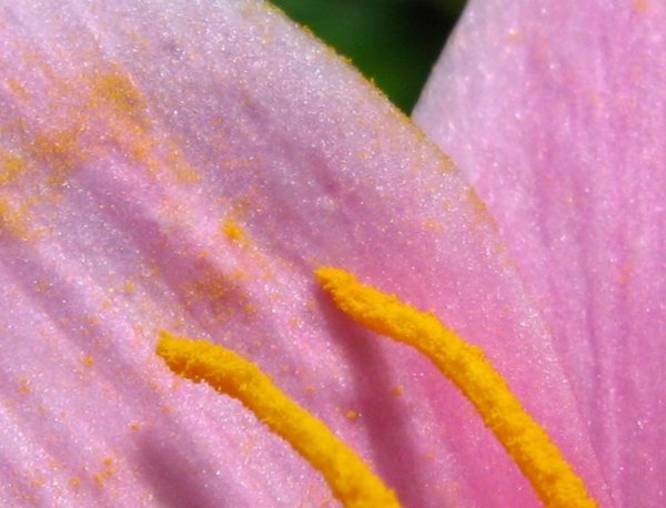 Petals and pollen