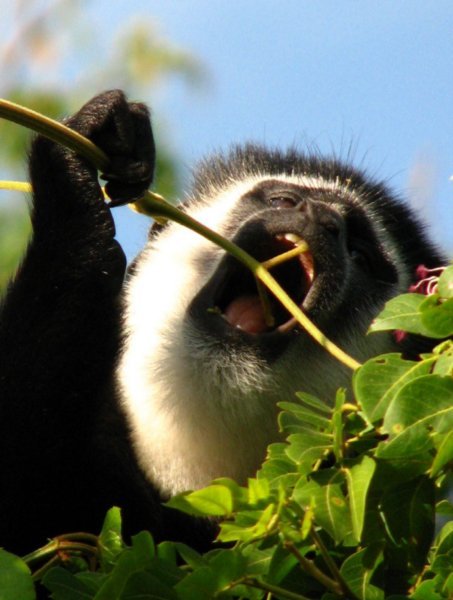 Angola colobus monkey