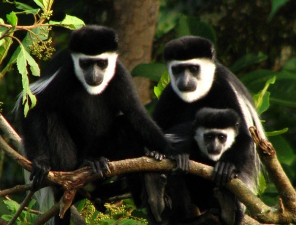 Angola colobus monkey family
