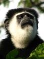 Angola colobus monkey