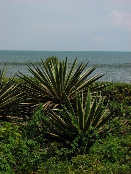 Lake Tanganyika and vegetation