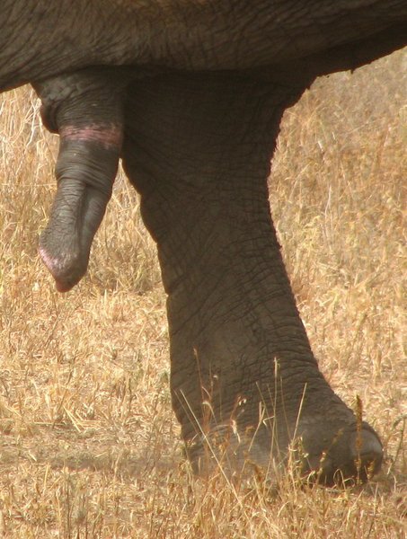 Elephant dobber
