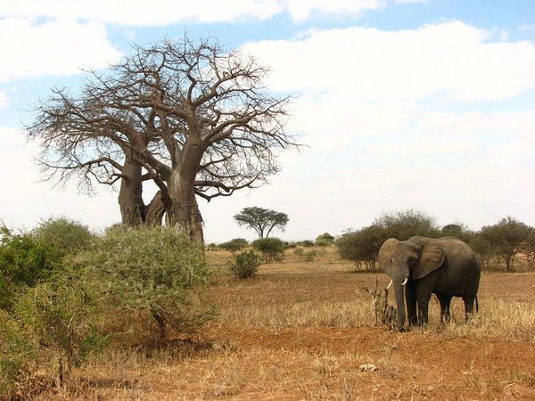 Baobab and elephant