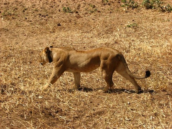 Collared lioness