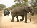Elephant and tourists