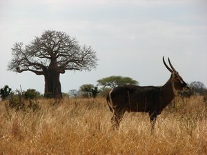 Baobab and waterbuck